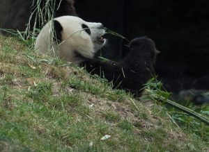 Zootour 2017 Pairi Daiza Großer Panda (Foto: H.Sliwinski)