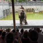 Zootour 2017 Pairi Daiza Elefantenbad (Foto: H.Sliwinski)