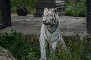 Zootour 2017 Pairi Daiza Weißer Tiger (Foto: H.Sliwinski)