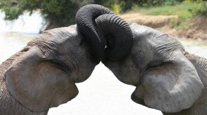 Zootour ZA 2015 im Addo Elephant National Park (Foto: H.Sliwinski)
