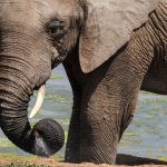Zootour ZA 2015 im Addo Elephant National Park (Foto: H.Sliwinski)