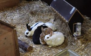 Kaninchen im Kinderbauernhof des Aachener Tierparks (Foto: Liz Lück)