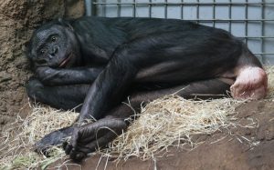 Schimpanse im Frankfurter Zoo - Zootour 2016 (Foto: Herbert Sliwinski)