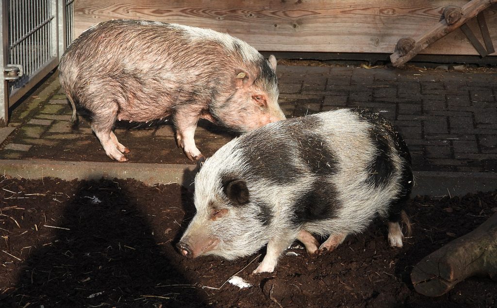 Schweine im Kinderbauernhof des Aachener Tierparks (Foto: Liz Lück)