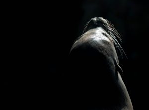 Seehund im Diergaarde Blijdorp Rotterdam (Foto: Herbert Sliwinski)