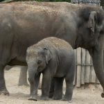 Zootour 2017 Pairi Daiza Indische Elefanten (Foto: H.Sliwinski)