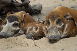 Zootour 2017 Pairi Daiza Pinselohrschweine (Foto: H.Sliwinski)
