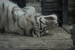 Zootour 2017 Pairi Daiza Weißer Tiger (Foto: H.Sliwinski)