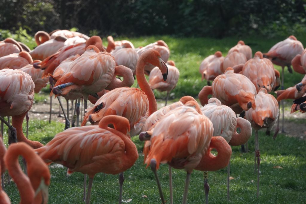 Zootour 2018 Kölner Flamingos (Foto: H.Sliwinski)