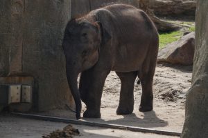 Zootour 2018 Kölner Zoo Elefantenbaby (Foto: H.Sliwinski)