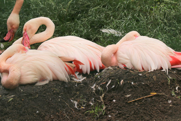 Flamingos im Aachener Tierpark (Foto: Liz Lück)