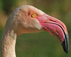 Flamingo im Aachener Tierpark (Foto: Liz Lück)
