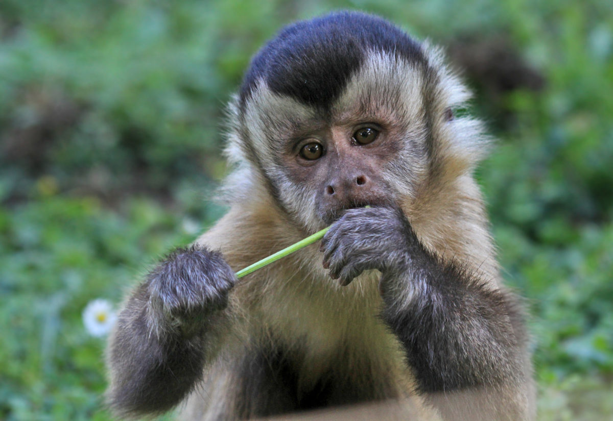 Hauben-Kapuzineraffe im Aachener Tierpark (Foto: Liz Lück)