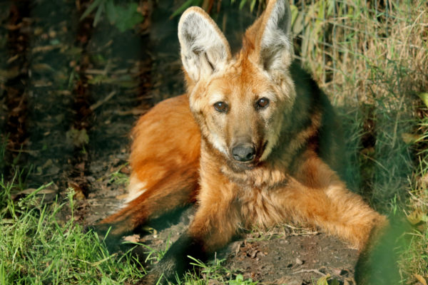 Mähnenwolf im Aachener Tierpark (Foto: Liz Lück)