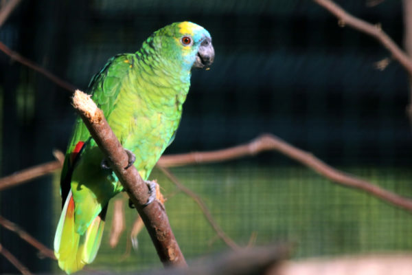 Papagei im Aachener Tierpark (Foto: Liz Lück)