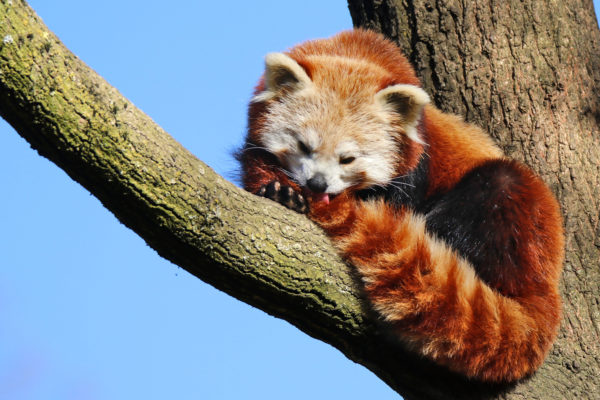 Roter Panda im Aachener Tierpark (Foto: Liz Lück)