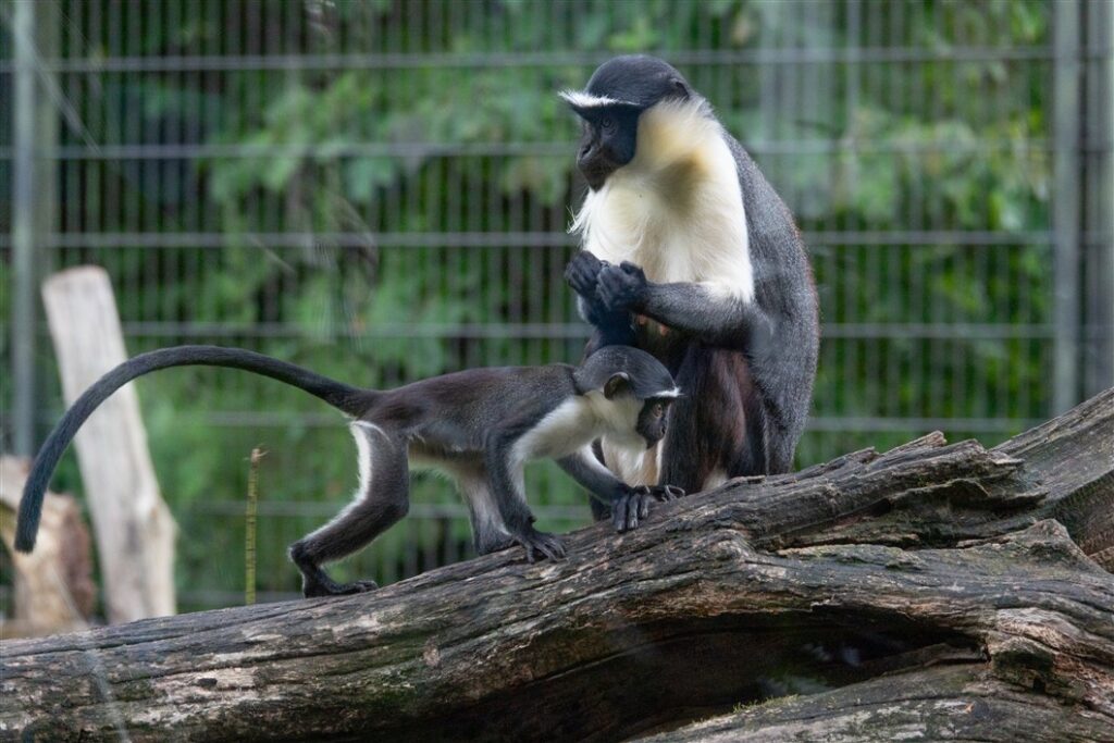 Zoofahrt nach Berlin
