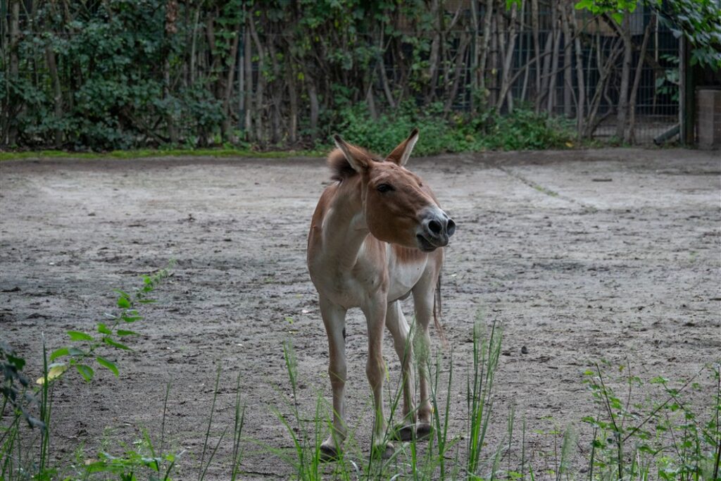 Zoofahrt nach Berlin