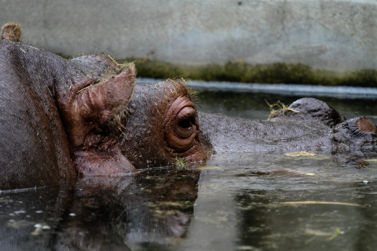 Hippo im Frankfurter Zoo - Zootour 2016 (Foto: Herbert Sliwinski)